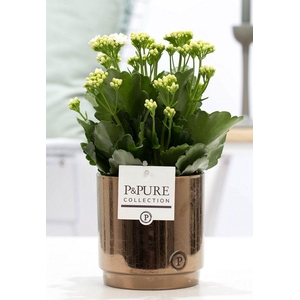 Kalanchoe white in P&PURE Juliette ceramics goldbronze