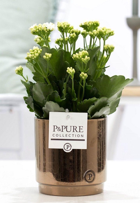 <h4>Kalanchoe white in P&PURE Juliette ceramics goldbronze</h4>
