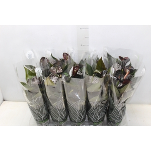 ANTHURIUM BLACK LOVE P12
