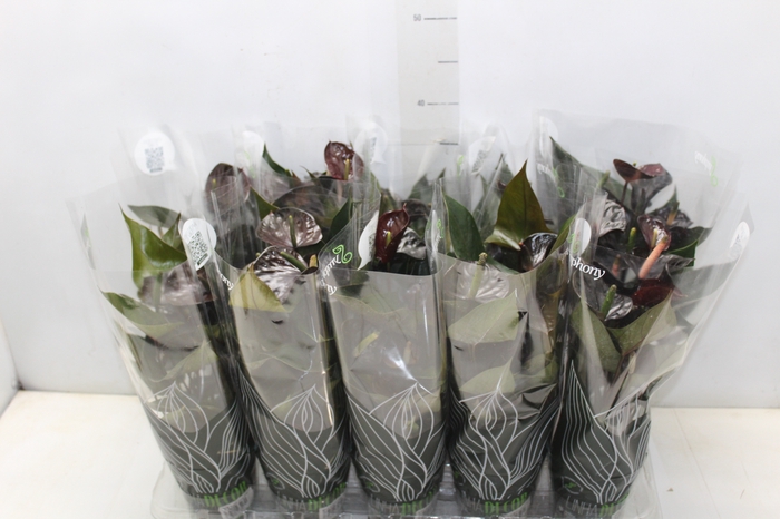 <h4>ANTHURIUM BLACK LOVE P12</h4>