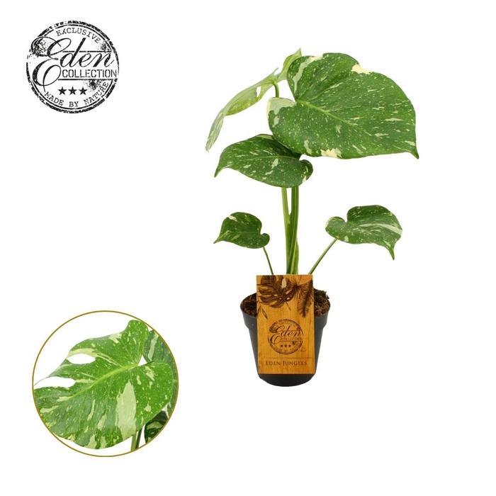<h4>Monstera Thai Constellation 12cm</h4>