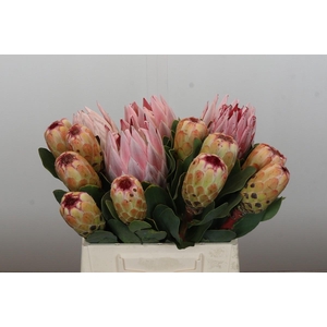 Protea Mix