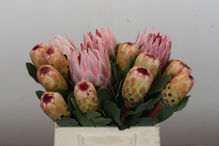 <h4>Protea Mix</h4>