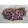 Chamelaucium Dancing Queen