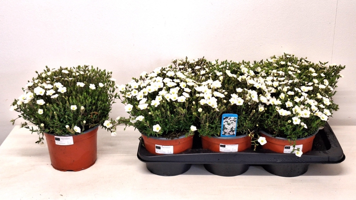 <h4>AREN MONTANA</h4>