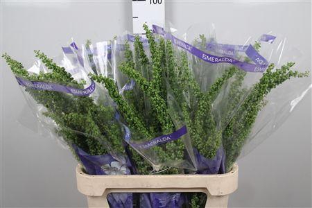 <h4>Rumex Unicorn</h4>