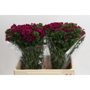 Dianthus Br Amazon Neon Cherry