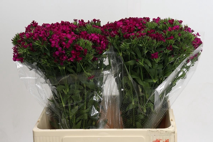 <h4>Dianthus Br Amazon Neon Cherry</h4>