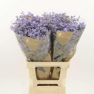 Limonium Utah Blue