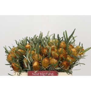 Banksia Dryandra