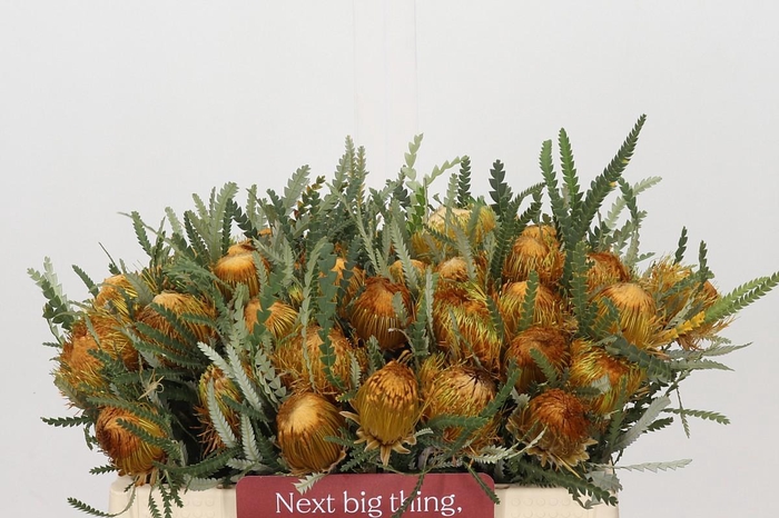 Banksia Dryandra