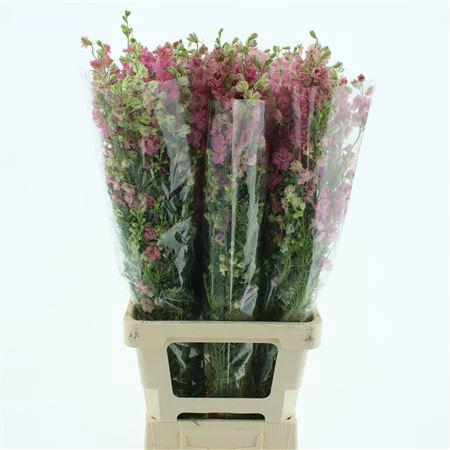 <h4>Delphinium Aj Pink</h4>