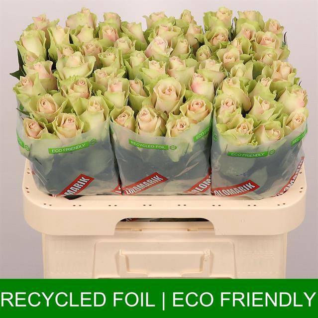 <h4>Rosa large la belle Lolomarik</h4>