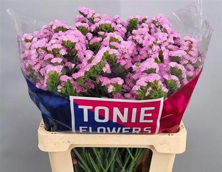 <h4>Lim S Rosel Sun Birds</h4>