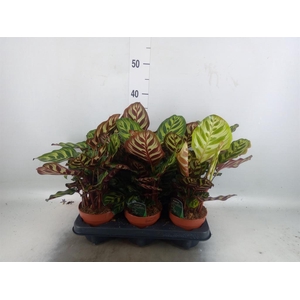 Calathea makoyana