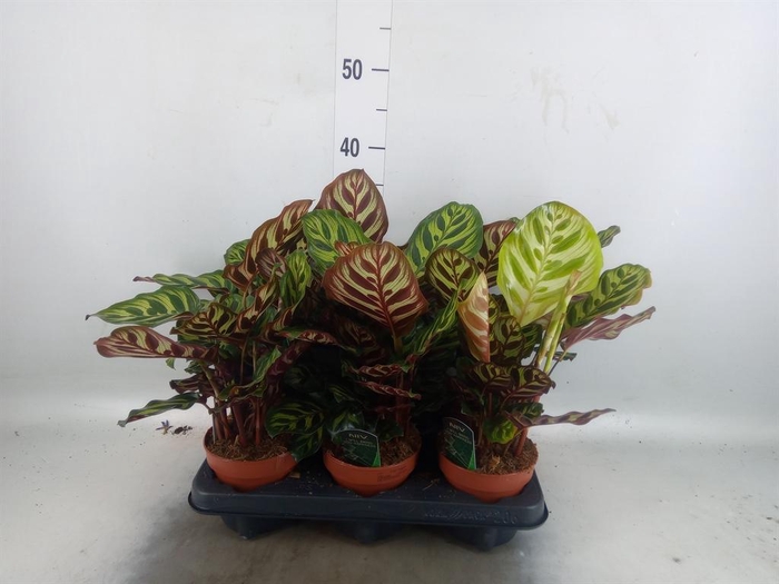 <h4>Calathea makoyana</h4>