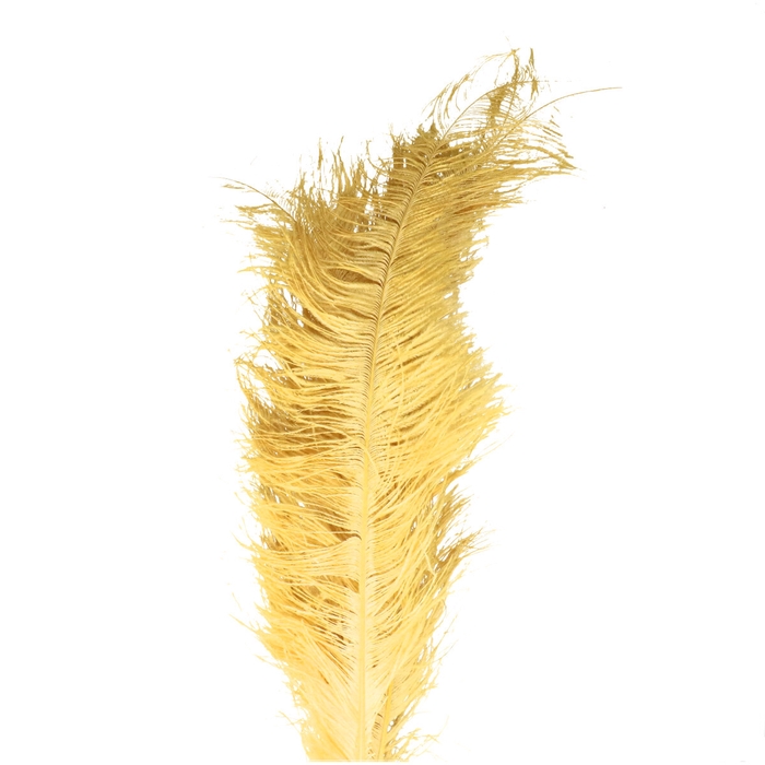 <h4>Feathers Ostrich 55cm x5</h4>