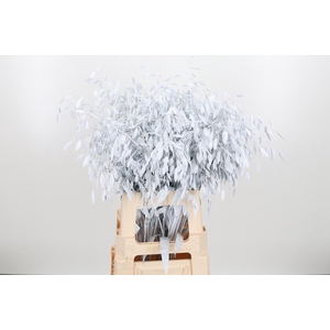 Chasmantium Kl Bh Wit