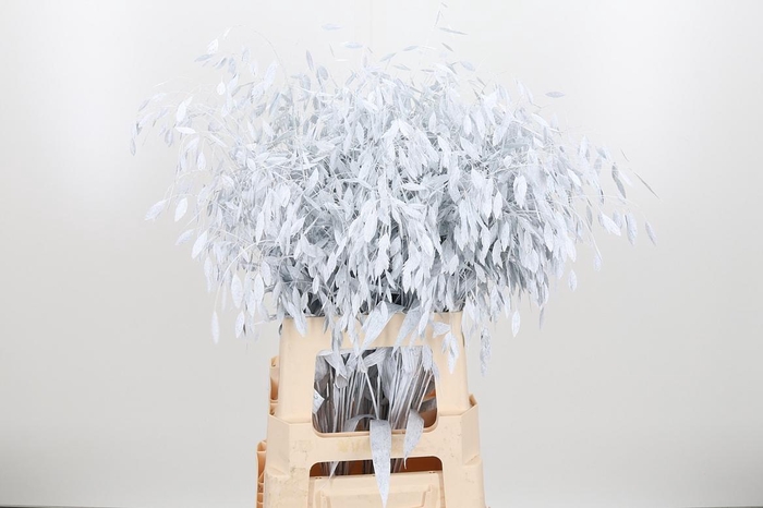 <h4>Chasmantium Kl Bh Wit</h4>