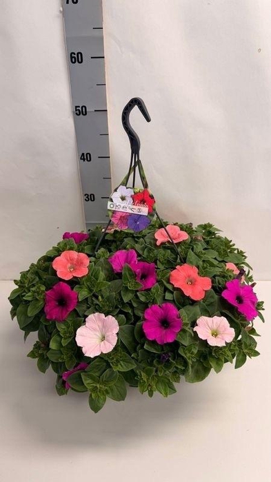 <h4>PET GEM IN POT</h4>