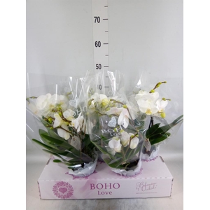 Phalaenopsis   ...white