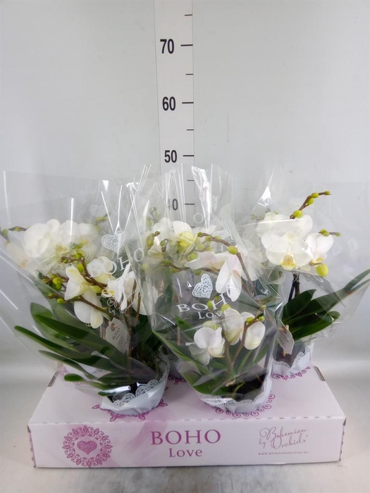 <h4>Phalaenopsis   ...white</h4>