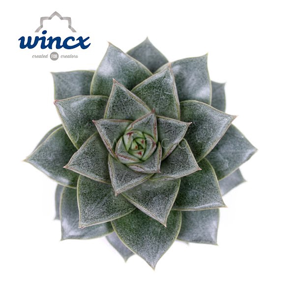 <h4>Echeveria Purpurea Cutflower</h4>