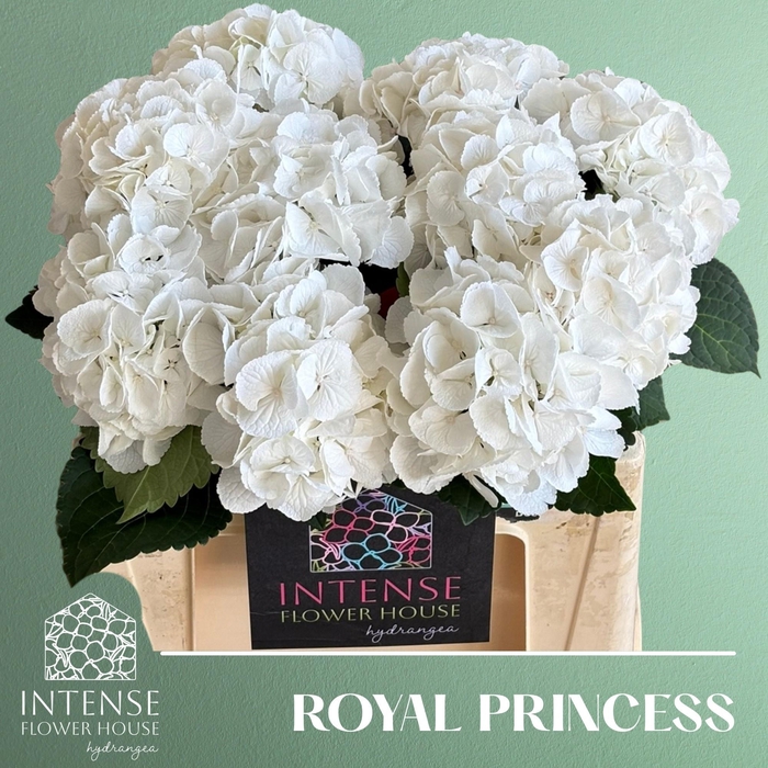 <h4>HYDR M ROYAL PRINCES</h4>