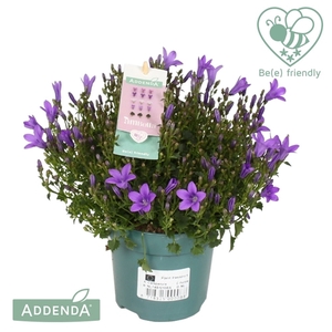 Campanula Ambella® Intense Purple