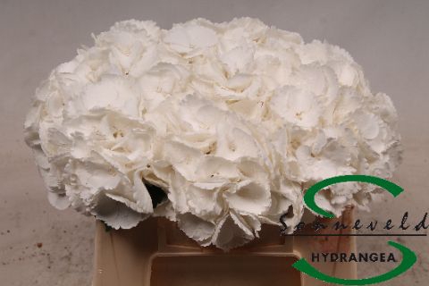 <h4>HYDR M ROYAL PRINCES</h4>