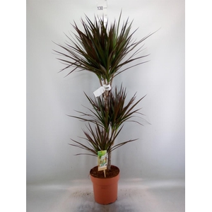 Dracaena marg. 'Magenta'