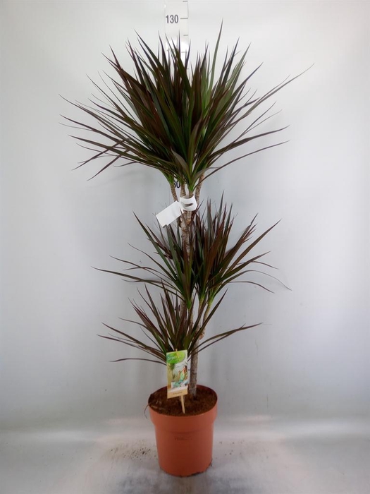 <h4>Dracaena marg. 'Magenta'</h4>