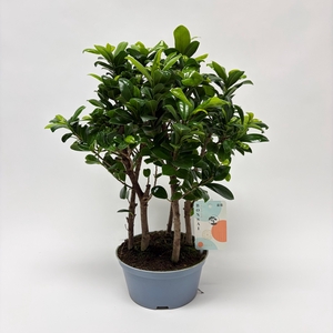 Ficus Microcarpa Forest teeltpot 16 cm