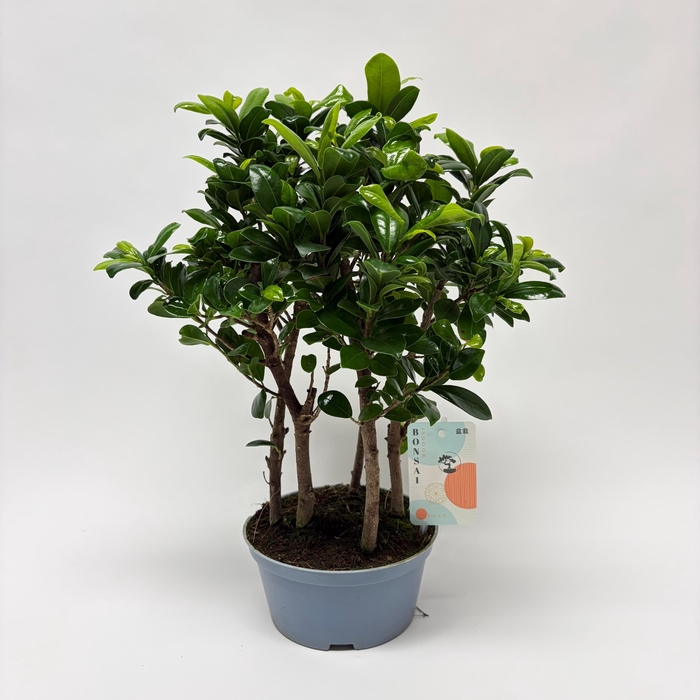<h4>Ficus Microcarpa Forest teeltpot 16 cm</h4>