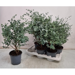 Eucal Gunnii