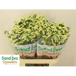 LIM S STARLIGHT WING