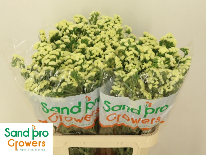 <h4>LIM S STARLIGHT WING</h4>