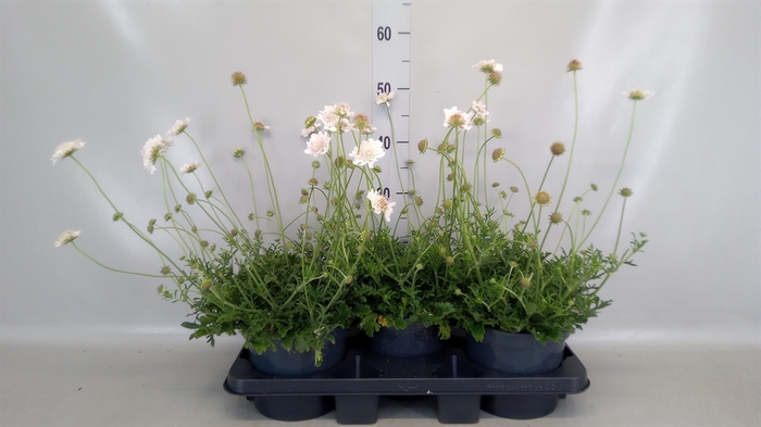 <h4>Scabiosa columb.</h4>