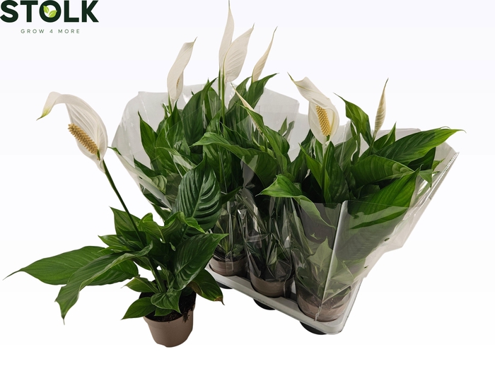 <h4>SPATH SWEET SILVIO</h4>