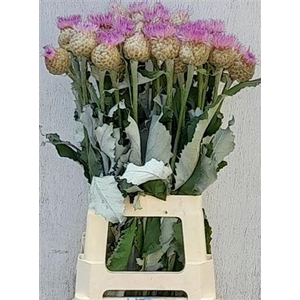 Centaurea Pulchra Major Rose