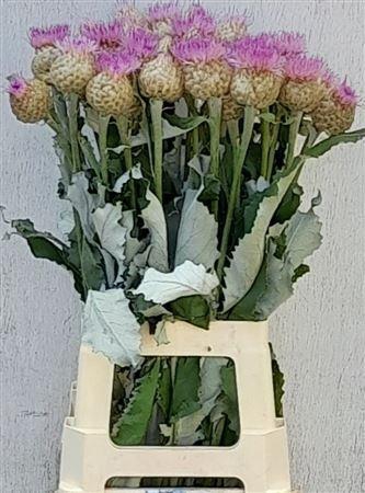 <h4>Centaurea Pulchra Major Lavender</h4>