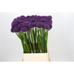 Allium 'Gladiator Sensation'