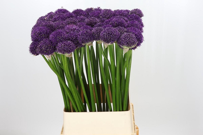 <h4>Allium 'Gladiator Sensation'</h4>