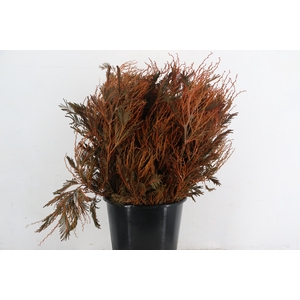 ACACIA MIMOSA DEALBATA ORANGE 200GR
