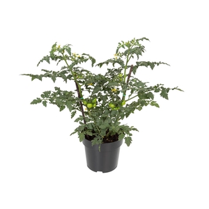 TOMATE ORNAMENTAL P17