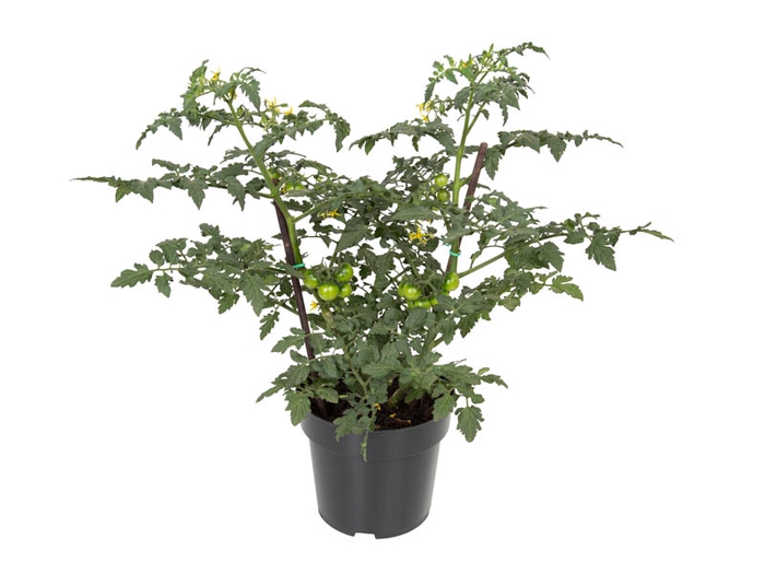 <h4>TOMATE ORNAMENTAL P17</h4>