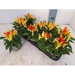 CAPSICUM JOKER P12