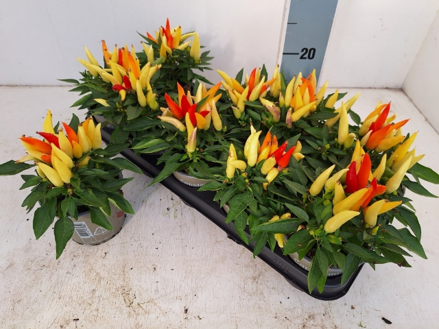 <h4>CAPSICUM JOKER P12</h4>