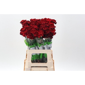 Di St Tinted RedLove