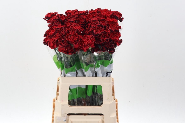 <h4>Di St Tinted DarkDream</h4>